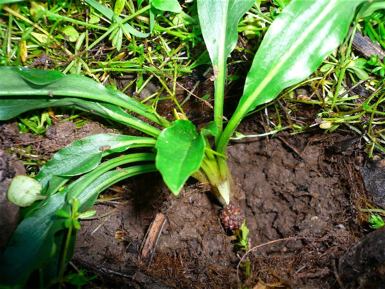 Biarum dispar (= bovei) / Gigaro di Bov